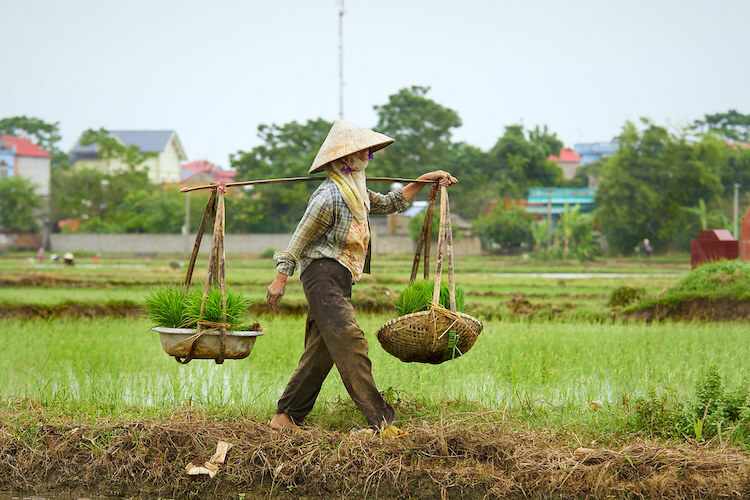 Farmers use the shoulder pole to carry rice, and tools from the fields to their homes